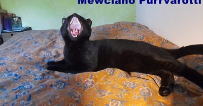 Mewciano Purrvarotti