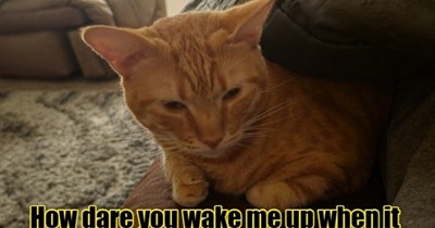 Don't do this to me human!
