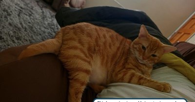 Cat is purrssessive