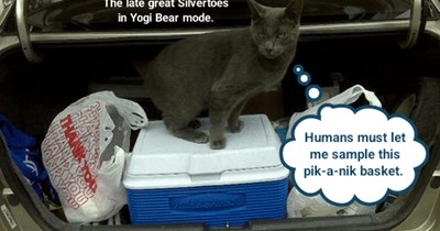 Yogi Bear mode