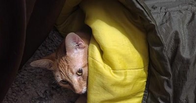 Hibernating
