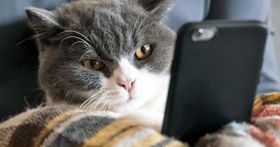 This Caturday thing is phenomenal!  What'll these crazy kids think of next?