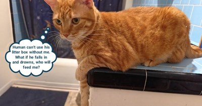 Human litter box lifeguard