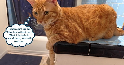 Human litter box lifeguard