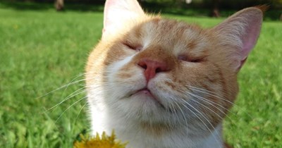 Incredibly intelligent blind cat returned for "meowing a lot" and "wanting attention" finds a new home where he's appreciated and is able to show his true colors: 'I am amazed how much he loves life'