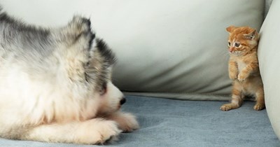 How a tiny orange kitten goes from fearing to loving and cuddling with a giant Alaskan Malamute puppy
