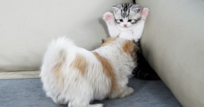 How a tiny sweet kitten goes from being scared of to loving and cuddling with a super excited, energetic puppy