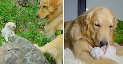 Man goes on a walk with his 2 Golden Retrievers when, out of nowhere, a bold lost kitten comes running at them at full speed and instantly gets adopted by the doggos and their owner