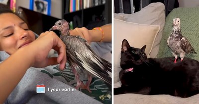 'Pigeons are really just stray dogs with wings': New York couple rescues an abandoned baby pigeon, and after she refuses to go back into the wild, they adopt her, and her favorite activity is massaging their cats