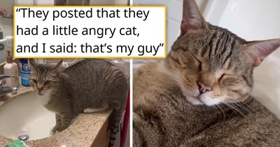 No one wanted to adopt the surrendered “mean” cat, but after a year of waiting in the shelter, a person who had just lost their cats decided to take a chance, and the feisty feline learned to trust humans again