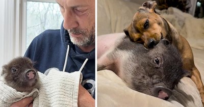 Piglet that was found abandoned and alone gets adopted by the kindest couple, and they pair her with a tiny dachshund who thinks that she is the piglet's mom: 'We've never had a dog be as protective of a piglet as Nellie is'