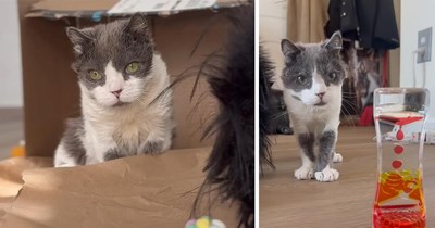 'Even if he has a shorter life, I want to make it as beautiful as possible': Kitten with rare condition is given up on by his first family, but a fosterer falls for him and adopts him, helping him blossom into the happiest little guy who just wants love