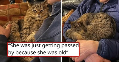 After 14 years of being a loyal cat, this cat's owner passed away, and his family didn't want her, so she ended up terrified and alone in a shelter, until someone finally took a chance on her and showed her love is possible again