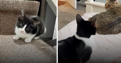 Woman returns home from a flight to find a tiny kitten outside her apartment, is hilariously forced to negotiate with her housecat before bringing home a new sibling, and luckily, they reach an agreement