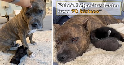 'These are my babies': An hour before being put down for no reason, couple adopts a sensitive dog, giving her a second chance, and she becomes the pawfect mother to every fostered kitten who doesn't have a mom
