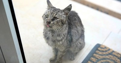 Starving cat with a strange meow shows up on woman's porch begging for help, but refuses every bite of food she offers until she realizes he wasn't looking for a meal, he was looking for love
