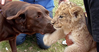 Tiny lion cub who was abandoned by his mother gets paired up with the sweetest Labrador foster mom, and the two become instant best friends: 'She looked at [the cub] and didn't see a lion, she saw one of hers'
