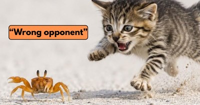 Curious kitten approaches a beach crab and quickly retreats when the tiny crustacean charges back: 'Wrong opponent'