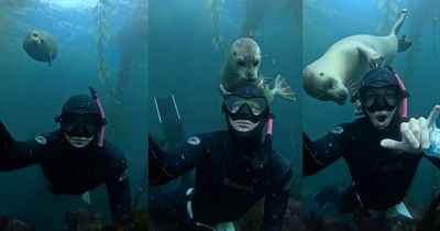 Harbor seal cuddles a diver, giving him a warm welcome to the sea and his official “seal of approval” (VIDEO)