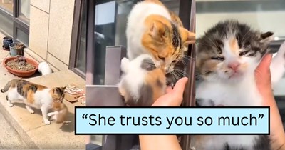 Mother Cat Brings All 4 of Her Kittens to the Cat Lover Who Fed Her, Goes Viral (VIDEO)