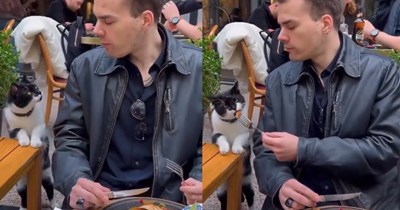 Istanbul tuxedo cat politely asks tourists for food on the terrace, goes viral (VIDEO)