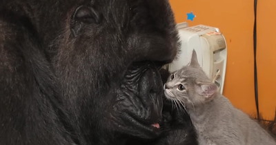 Koko the gorilla adopted two kittens, but their bond became something much bigger than an adorable animal friendship