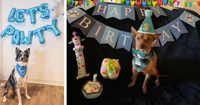 24 Wholesome Pupper Birthday Party Pics for Anyone Who Needs a Celebration Today