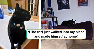 Neighbor's cat wonders around to a person's home, spends the night, and raises questions about letting house cats roam the streets: 'He refuses to leave.'