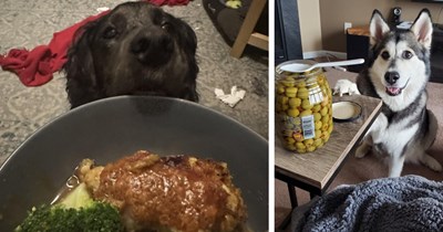 23 Howlariously Hopeful Doggos Who Just Want a Bite of their Pawrent’s Dinner