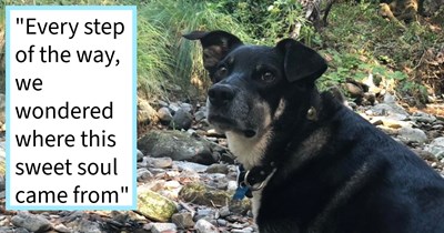 Dog found chasing cars on roadside in Salt Lake City saved and adopted by couple who opened car door to let dog jump in, resulting in a happy ever after family full of love, dog dad says: ‘He was so well trained, we figured someone was looking for him’