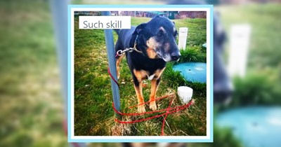 22 Dopey Dog Posts from the Pawrents of Cognitively Challenged Canines