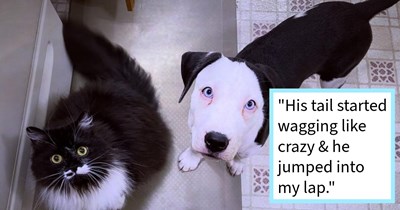 Three puppies dumped on Indiana road saved from incoming flood and storm by passing driver who gave them a loving furever home, rescuer says: ‘ I hate to think what would have happened to them if I hadn’t come along when I did.’