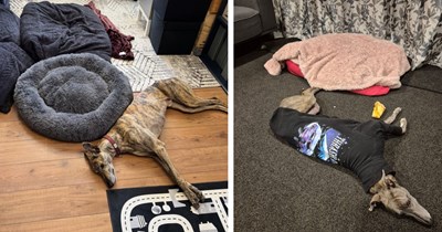 21 Eepy Pics of Silly Puppers Sleeping on Anything but their Beds