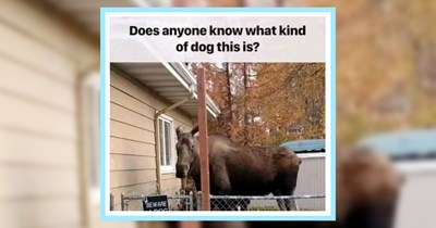 24 Funny Animal Memes for Abolishing your Afternoon Blues