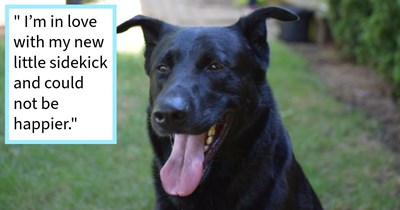 Family who fell for scared escaped campsite dog heartbroken to reunite dog with pawrent after 3 weeks, 1 week later pawrent returns dog completing their happy furever family, mom says: ‘I was reunited with my baby and he’s been with us ever since.’