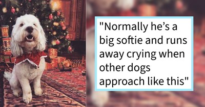 Family dog saves toddler sibling from charging large dog in park, becoming family’s brave hero and his sister’s life long protector, dog dad says: ‘He escaped unharmed and I’ve never been prouder of our little hero.’