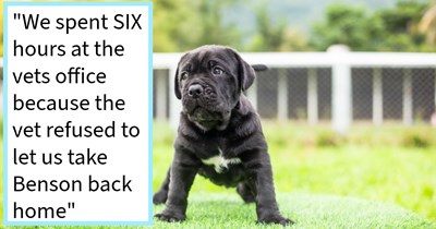 Puppy abandoned during playdate by runaway pawrent, resulting in host family foster fail that turned into heartwarming adoption of the playful mastiff, new dog mom says: ‘Benson, is the first pup who is ALL about my fiancé.’