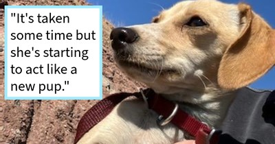 Arizona family finds hungry abandoned 5 month old puppy in desert bush by road with no chip, gives her loving furever home with a canine sibling, son says: ‘She's sweet as can be and is nothing but a lover.’
