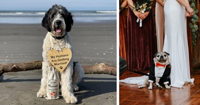 27 Wholesome Pics of  Puppers Posing at their Pawrents’ Wedding