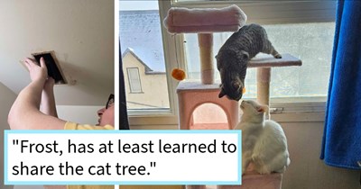 2 week old kitten found in apartment ceiling after couple hears scared meows from bathroom, resulting in adoption into fur family with feline sibling, cat dad says: ‘After having a literal ceiling cat, we kind of felt obligated to adopt it, you know?’