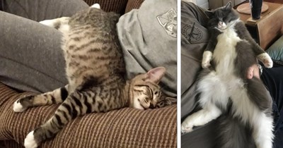 24 Calming Pics of Pawticularly Relaxed Cats for your End of Week Treat  