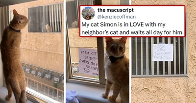 'My neighbor and I both opened our windows so they can talk': Cat falls in love with the neighbor's cat and waits for him every day, the owners leave notes for each other's cats, and eventually, decide they need to meet 