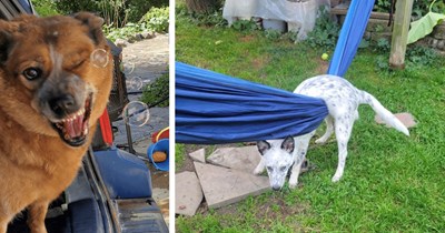 23 Awwdorably Awkward Dog Pics of our Cognitively Challenged Canine Companions