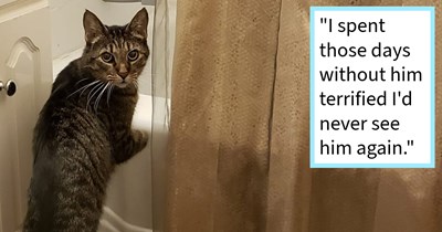 Cat tricks sitter and escapes while mom out of town, leading to a 4 day search only for the cat to be caught outside owners home by neighbor, cat mom says: ‘She looked out her window and saw him sitting in front of my door just yelling his head off.’