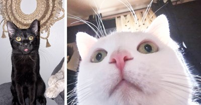 21 Funny Pics of Felines Whose Brains Have Turned into Bleps