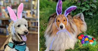 22 Pawdorable Portraits of Exquisite Easter Bunny Puppers