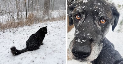 25 Pics of Pawdorable Snow Pet Submissions for the Winter Awwlympics