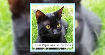 25 Cute Cats with Curious Names as Posted by their Pawrents