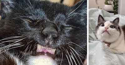 23 Funny Photos of Other Pawrents’ Crazy Cat Children Causing Chaos in their Homes