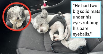 Dog found walking blindly on road with cars swerving to miss it, saved and adopted by a family who lost two dogs in the same year, filling the dog-shaped hole in their hearts, dog mom says: ‘He’s already a mamas boy and living a pampered life.’